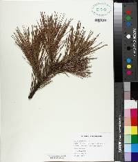 Pinus echinata image