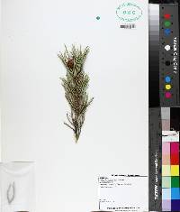 Pinus monophylla image