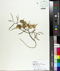 Physalis angustifolia image