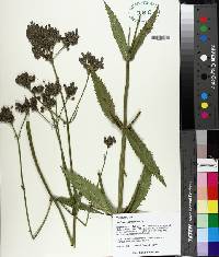 Verbena bonariensis image