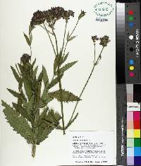 Verbena bonariensis image