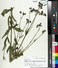 Verbena bonariensis image