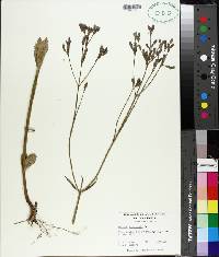 Verbena bonariensis image