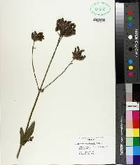 Verbena brasiliensis image