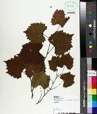 Vitis rotundifolia image