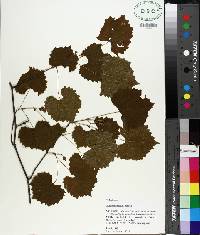 Vitis rotundifolia image