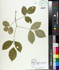 Staphylea trifolia image