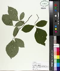 Styrax grandifolius image