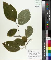 Styrax grandifolius image