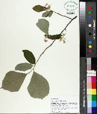 Styrax grandifolius image