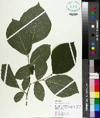 Styrax grandifolius image