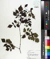 Ampelopsis arborea image