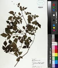 Ampelopsis arborea image