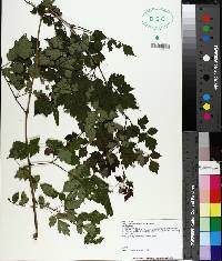 Ampelopsis arborea image