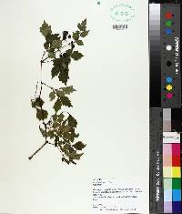 Ampelopsis arborea image