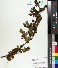 Ampelopsis arborea image