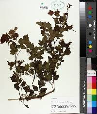 Ampelopsis arborea image