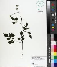 Ampelopsis arborea image