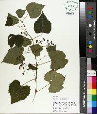 Ampelopsis cordata image