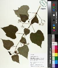 Ampelopsis cordata image