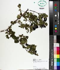 Ampelopsis arborea image