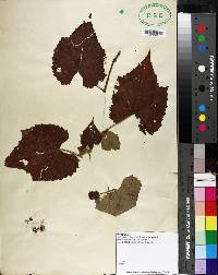 Vitis rotundifolia image