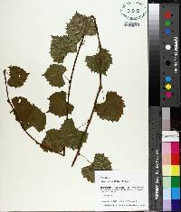 Vitis rotundifolia image