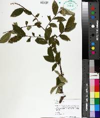 Ulmus alata image