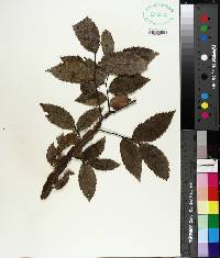 Ulmus alata image