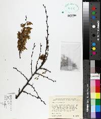 Ulmus alata image