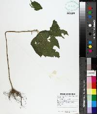 Laportea canadensis image