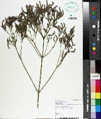 Verbena brasiliensis image