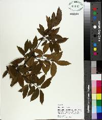 Ulmus alata image