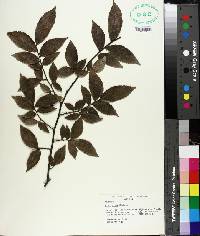 Ulmus alata image