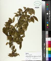 Ulmus alata image