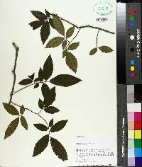 Ulmus alata image