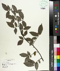 Ulmus alata image