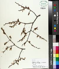 Ulmus alata image