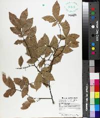 Ulmus alata image