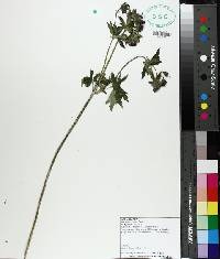 Geranium canum image
