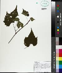 Vitis palmata image