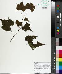 Vitis palmata image