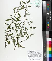 Ludwigia glandulosa image