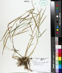 Panicum repens image