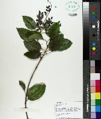 Ligustrum sinense image