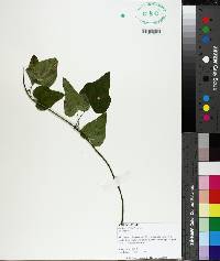 Smilax rotundifolia image