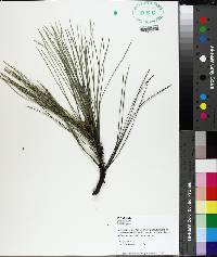 Pinus taeda image