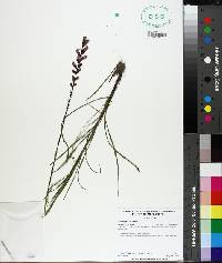 Liatris gracilis image