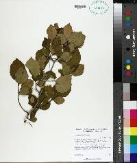 Crataegus triflora image