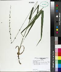 Chasmanthium sessiliflorum image